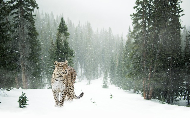 A man attacked by leopard